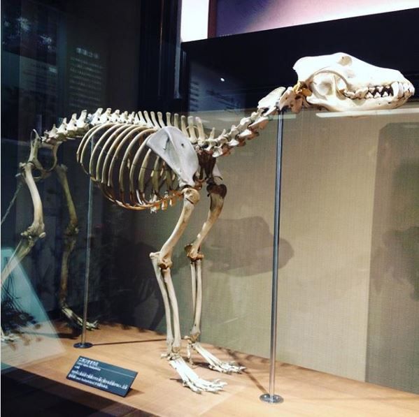 vì sao chó sói Nhật tuyệt chủng?